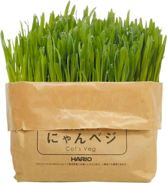 【レビュー投稿で100円OFFクーポン】ハリオ...の紹介画像3