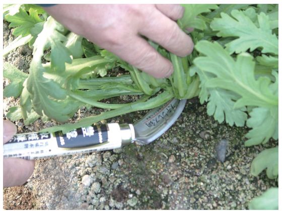 �ڥ�ӥ塼��Ƥ�100��OFF�����ݥ�ۡڤ����󤻡�˭̭ ������ƥ�쥹�ݼ��ϳ�(��) HTS-1815 �� ���� �ĥ�ϥ� ���� ���Ȼ�� ������� ������� ����