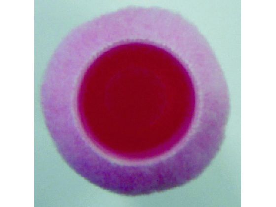 �ڥ�ӥ塼��Ƥ�100��OFF�����ݥ�ۡڤ����󤻡����� �ԡ��� ������ �쥮��顼20�ߥ� 9PH20 9����� 1521102009 �ڥ���ȥ����顼 ���� ���� ���� ���� ���ۻ��