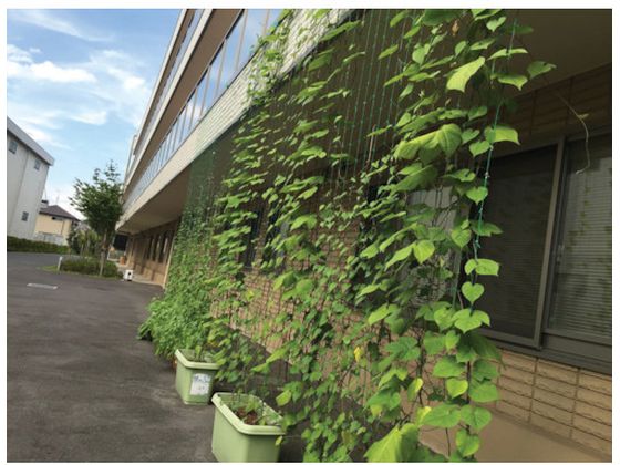 �ڥ�ӥ塼��Ƥ�100��OFF�����ݥ�ۡڤ����󤻡�Dio �Ĥ��α�ݥͥå� �� 10cm���� ��1.8m��Ĺ��2.7m 260978 ������� ���� ��ݻ�� ���Ȼ�� ������� ����