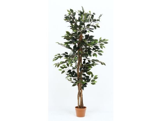 【レビュー投稿で100円OFFクーポン】【メーカー直送】不二貿易 観葉植物 フィカス 690 A 52661【代引不可】人工植物 フェイクグリーン エントランス インフォメーション オフィス家具