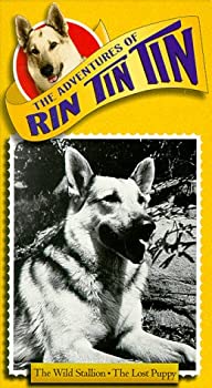 【中古】(非常に良い)Adventures of Rin Tin Tin: Wild Stallion [VHS] [Import]【メーカー名】Winstar【メーカー型番】【ブランド名】【商品説明】Adventures of Rin Tin Tin: Wild Stallion [VHS] [Import][import]の記載があるものや輸入盤の場合はリージョンコードや映像の形式をご確認の上ご購入ください。イメージと違う、必要でなくなった等、お客様都合のキャンセル・返品は一切お受けしておりません。商品名に「限定」「保証」等の記載がある場合でも特典や保証・ダウンロードコードは付いておりません。写真は代表画像であり実際にお届けする商品の状態とは異なる場合があります。中古品の場合は中古の特性上、キズ・汚れがある場合があります。他モール併売のため、万が一お品切れの場合はご連絡致します。当店では初期不良に限り、商品到着から7日間は返品をお受けいたします。ご注文からお届けまで1．ご注文　　ご注文は24時間受け付けております2．注文確認　ご注文後、注文確認メールを送信します3．在庫確認　　　　多モールでも併売の為、在庫切れの場合はご連絡させて頂きます。　 ※中古品は受注後に、再メンテナンス、梱包しますのでお届けまで4〜10営業日程度とお考え下さい。4．入金確認 　 前払い決済をご選択の場合、ご入金確認後に商品確保・配送手配を致します。5．出荷 　配送準備が整い次第、出荷致します。配送業者、追跡番号等の詳細をメール送信致します。6．到着　 　出荷後、1〜3日後に商品が到着します。　※離島、北海道、九州、沖縄は遅れる場合がございます。予めご了承下さい。