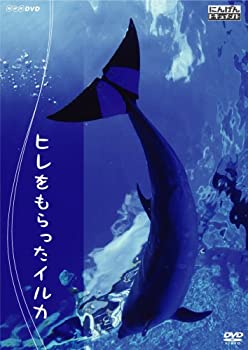 【中古】にんげんドキュメント ヒレをもらったイルカ [DVD]