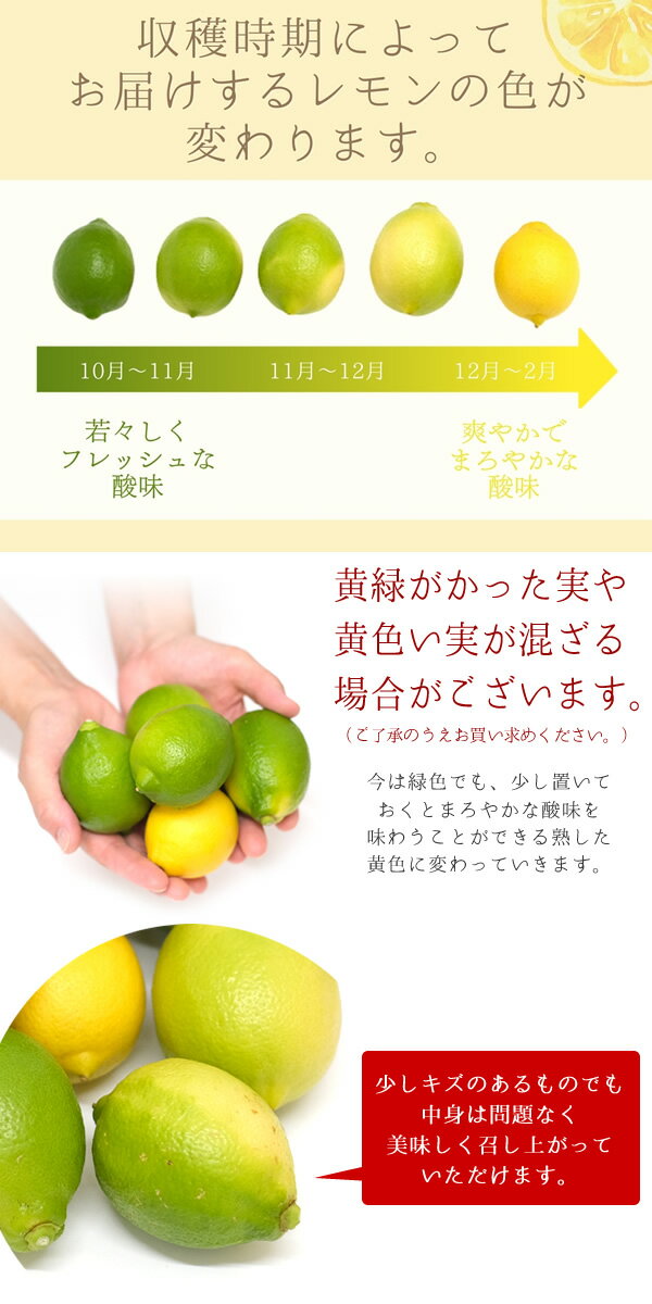 【送料無料】紀の川市産　ハウス栽培　国産レモン　1kg 2kg 3kg　リスボンレモン　国産　和歌山県産　グリーンレモン　イエローレモン　フルーツ　果物　不揃い