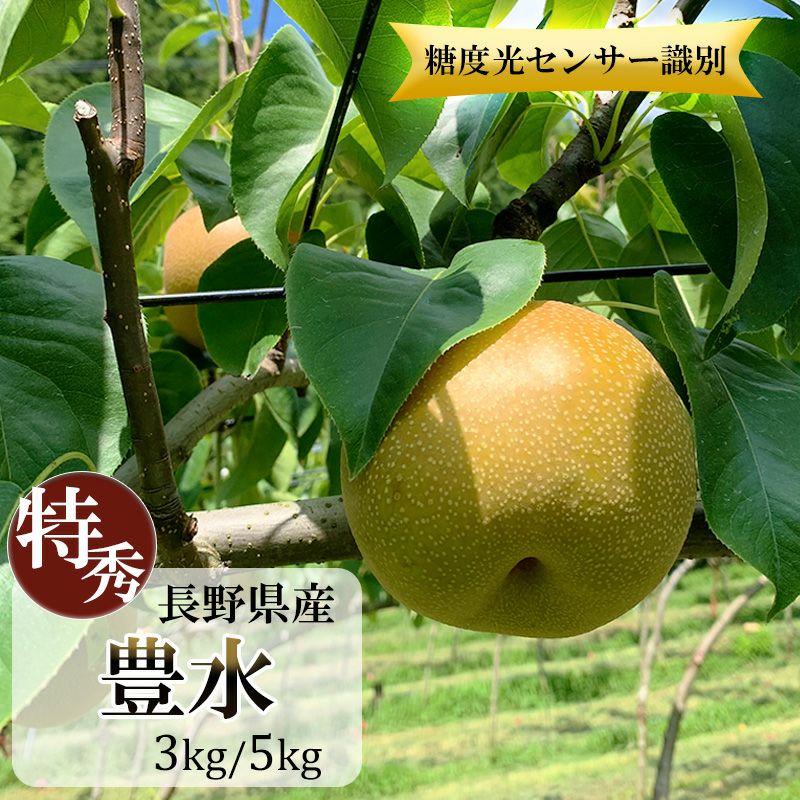 ʤ˭ۤý3ý5£ѡ2024ǯ8缡ȯۿ͵Ĺʪե롼ĤʤĹ¨вٻľ£եȤȤ褻̵