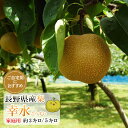 【送料無料】長野県産 梨 幸水 こうすい 家庭用 3キロ 5キロ 完熟 【8月下旬より順次発送】長野県 信州産 なし 果物 フルーツ 甘い梨 信州 産地直送 お手頃 お取り寄せ