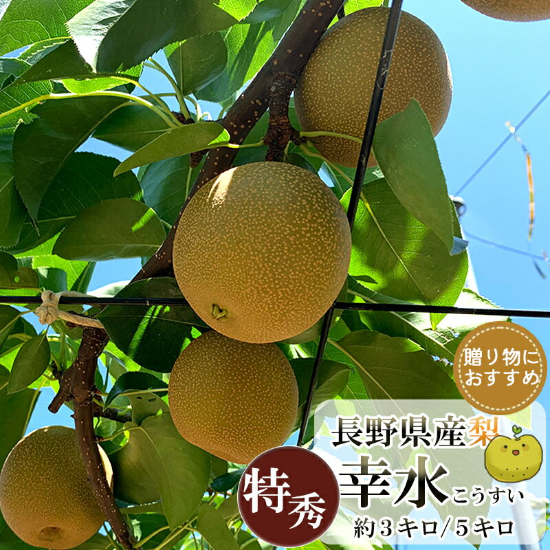 ̵Ĺ夳ý35£Ѵϡ2025ǯ8ܤ缡ȯĹʤʪե롼ĴŤľեȤ