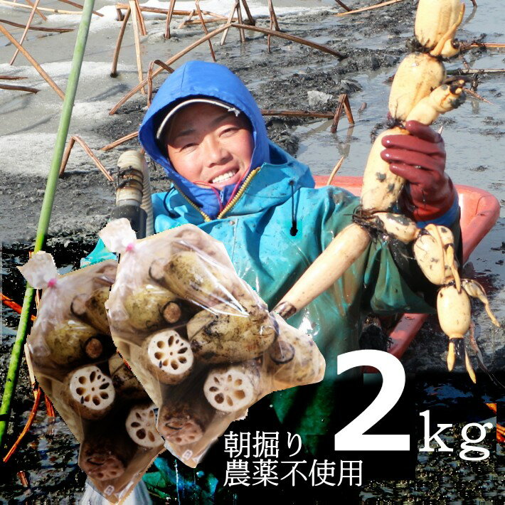 お待たせしました!当店人気のれんこんです!【送料込み2袋セット】栽培期間中、農薬不使用・化学肥料不使用 蓮だより 川端れんこん ご自宅用 Mサイズ 約2kg(...