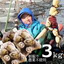 おまたせしました!【送料込み3袋セット】栽培期間中、農薬不使用・化学肥料不使用 蓮だより 川端れんこん ご自宅用 Mサイズ 約3kg(1kg /7〜9個)×3...