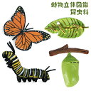 動物立体図鑑 おもちゃ 4個セット 昆虫の研究 フィギュア 理科 学習用 飾り 動物 アニマル サイエンス 知育玩具 保育所 児童館用品 想像力 小学生 幼稚園...
