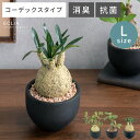 フェイクグリーン 観葉植物 人工観葉植物 コーデックス 塊根