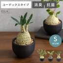 フェイクグリーン 観葉植物 人工観葉植物 コーデックス 塊根植物 人工植物 人工 植物 消臭 抗菌 水やり不要 グリーン 緑 お手入れ不要 枯れない おしゃれ かわいい CT触媒 ウィンゾリー ラフィオナクメ グラキリス 消臭アーティフィシャルグリーン コーデックス Sサイズ