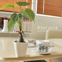 【5%OFFクーポン配布中】 光触媒 観葉植物 造花 ミニ アロカシア インテリア 人気 かわいい おしゃれ お手入れ不要 グリーン 消臭 防菌 卓上 光触媒人...