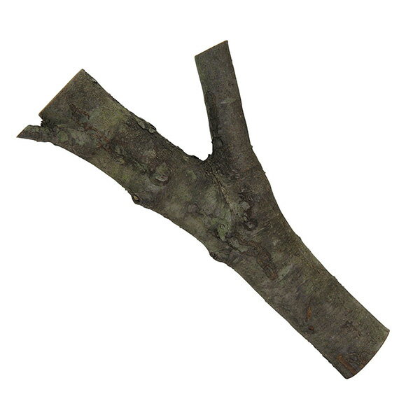 �������� ŷ��ʬ������ T05