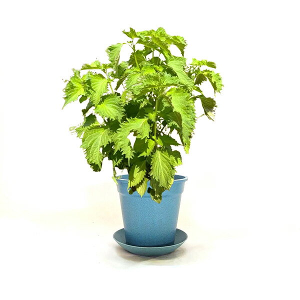 ���٤ƥ������˥å��ʺ��ݥ��å� �Ĥ��� 4560496709901