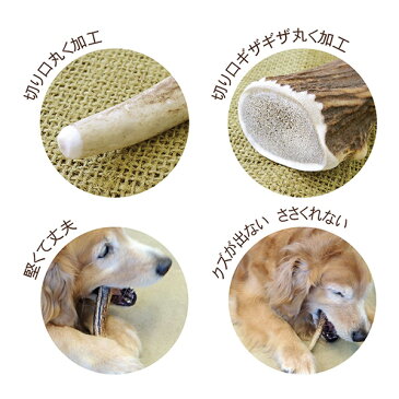 ペッツルート:ベニソンアントラー M