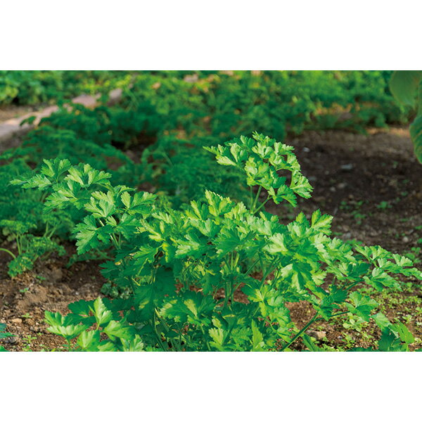 アーテック カプセルガーデンイタリアンパセリ 102925 科学工作