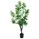 【メーカー直送】ストア・エキスプレス アポロゴム 人工樹木 フェイクグリーン 人工観葉植物 高さ115cm 61-815-39-1