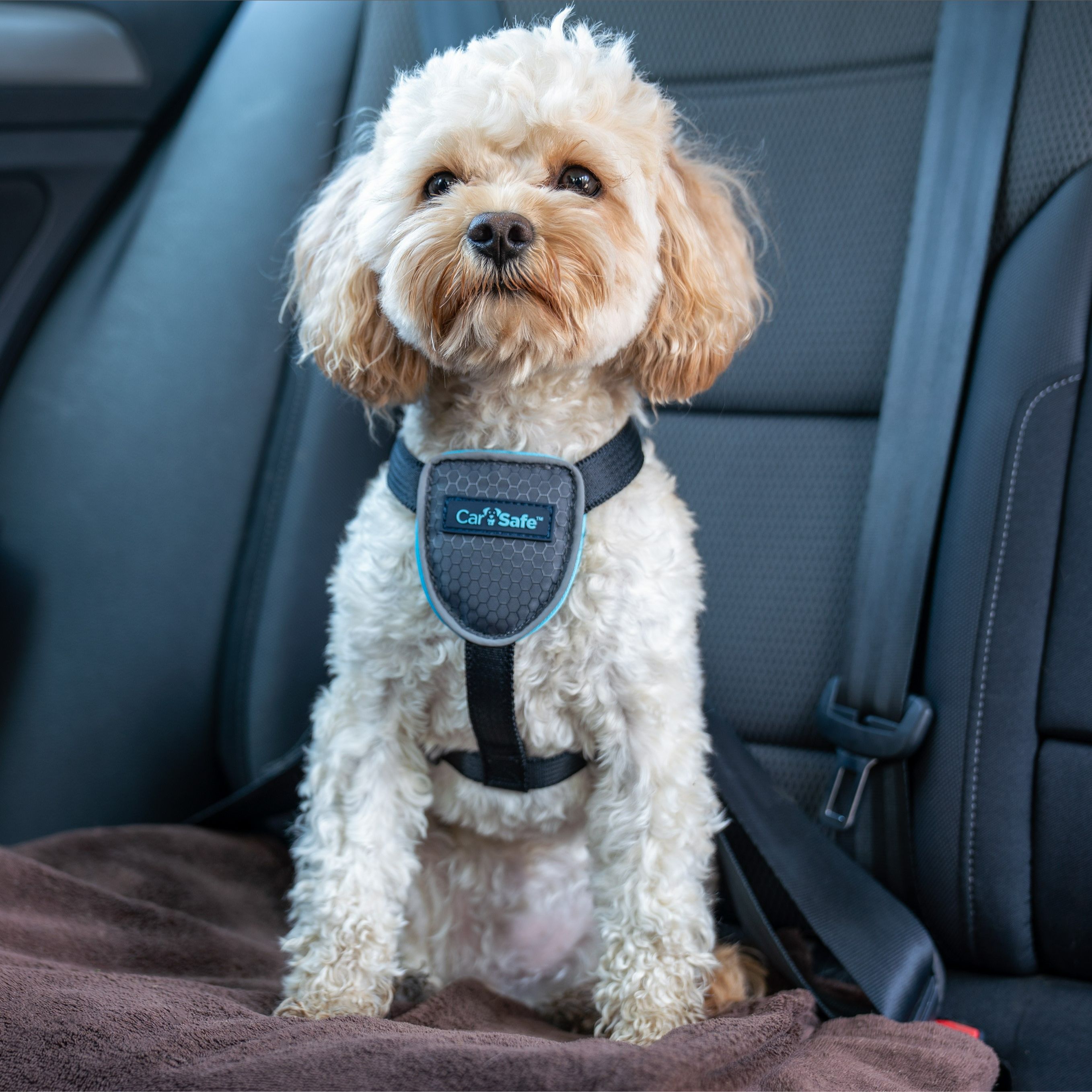 犬 車内 トラベル ハーネス 【イギリス Company of Animals Travel Harness】車内 安全 飛び降り 防止 シートベルト 取付 米国 衝突試験 認証済み 小型犬 中型犬 【日本正規代理店】サイズXS サイズS