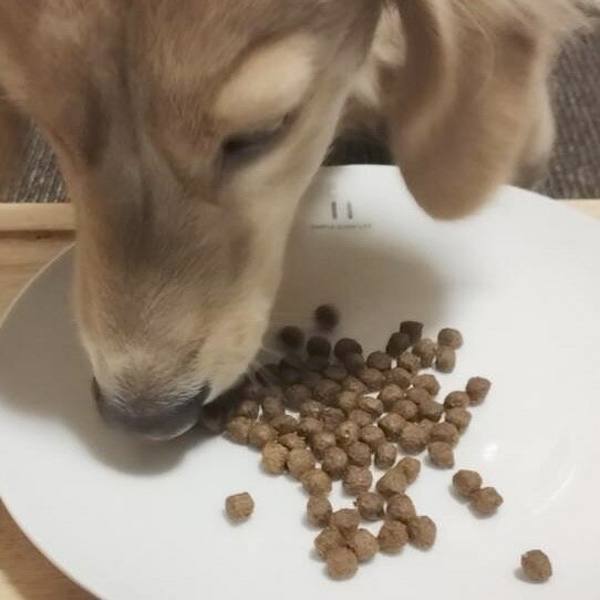 Perfection(パーフェクション) サーモンレシピドッグフード (小粒) 【20kg】