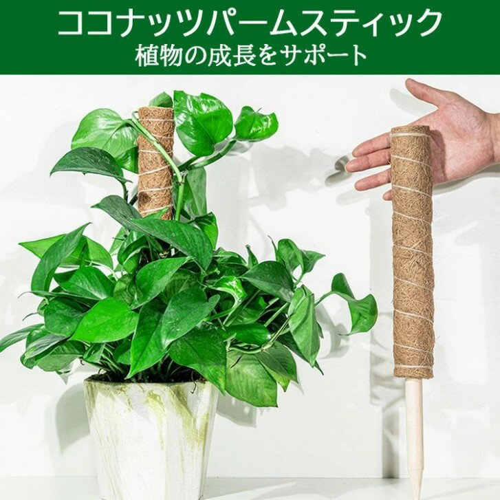 3本セット ココスティック モンステラ 支柱 ココナッツ おしゃれ 園芸支柱 ポトス ...