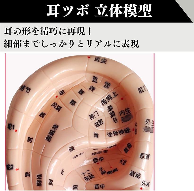 耳ツボ 模型 立体模型 耳ツボ模型 耳つぼシー...の紹介画像3
