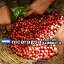 コーヒー豆 400g「ニカラグア モンテクリスト農園 ブルボン」