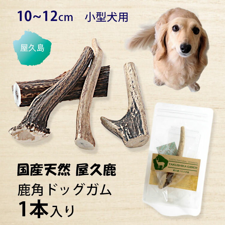 屋久鹿 鹿角 ドッグガム 犬用 ガム おやつ 屋久島 しかつの 角 噛む ストレス 解消 小型犬 無添加 天然 国産 1本入り 自動販売機 日暮里 谷中 おもちゃ 鹿の角 自然派 ペット ドッグフード ドックフード お試し 添加物不使用 歯周病 対策 ペトモ Petomo 屋久鹿ジビエ王国