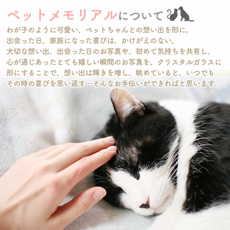 愛犬 愛猫 特別 位牌 ペット メモリアル 遺...の紹介画像2