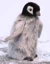 ハンサぬいぐるみ赤ちゃん皇帝ペンギン15cm コウテイペンギン