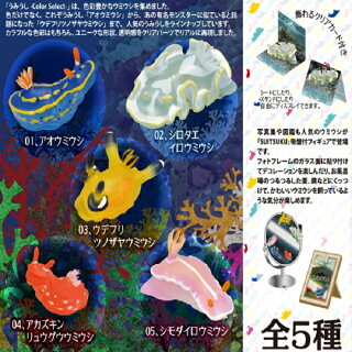 ウミウシ おすすめのグッズ 雑貨まとめてみた 通販で購入可能 人生は暇つぶし ウミウシ おすすめのグッズ 雑貨まとめてみた 通販で購入可能 人生は暇つぶし