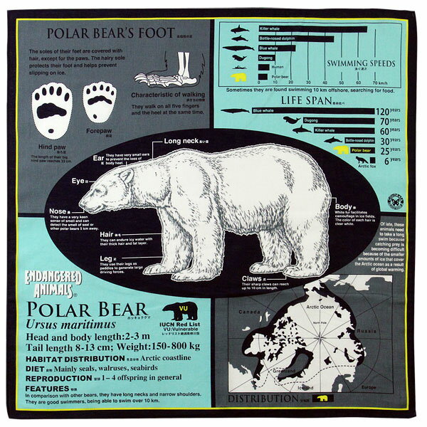 【サイエンス ハンカチ ホッキョクグマ ネイビー 】動物 生物 クマ シロクマ 白熊 しろくま 白くま