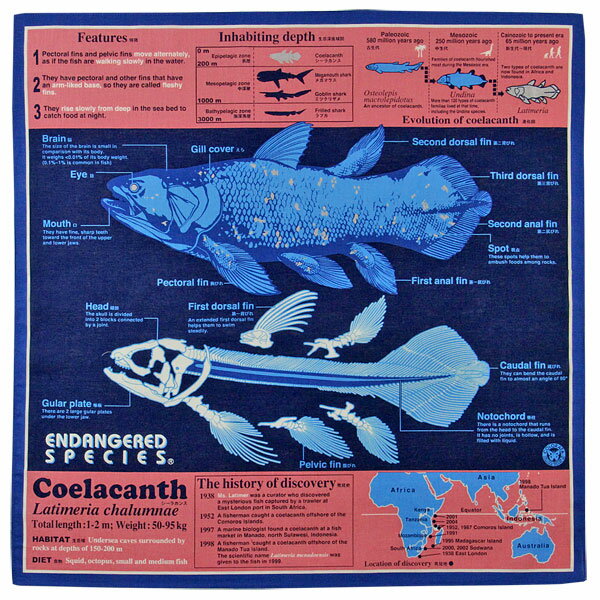【サイエンス バンダナ シーラカンス ディープブルー 】動物 生物 魚類 古代魚 深海魚
