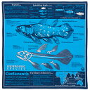 【サイエンス ハンカチ シーラカンス ブルー 】動物 生物 魚類 古代魚 深海魚