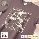 生物図譜Tシャツ ジュラ紀と白亜紀 チャコールグレー | 半袖 イラスト トップス 綿 コットン 100% 大人 メンズ レディース 子供 子ども キッズ M L 110 130 150 恐竜 生物 ティラノサウルス トリケラトプス プテラノドン 男女兼用 ペアルック 親子コーデ リンクコーデ 部屋着