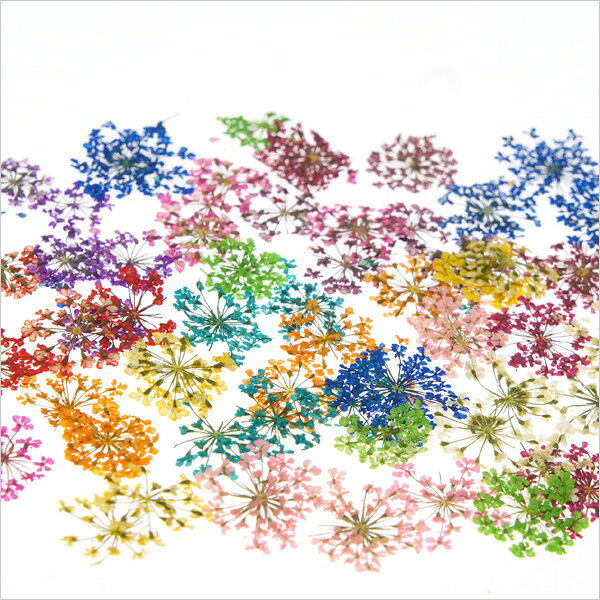 レースフラワー 12色 小さい押し花が沢山 本物の押し花セット ケース入り リアルド...
