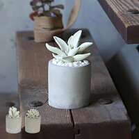 ディフューザー ダルトン DULTON アロエフレグランスディフューザー 多肉植物 ( 芳香剤 ルームフレグランス アロマディフューザー 香り フレグランス アロマオイル アロマグッズ カクタス ガラス 部屋 玄関 洗面所 寝室 トイレ )