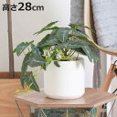 フェイクグリーン アロカシア 高さ28cm セラミックポット ( 観葉植物 フェイク 人工観葉植物 造花 植物 鉢植え アートグリーン 水やり不要 お手入れ簡単...