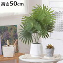 フェイクグリーン パナマソウ 高さ50cm セラミックポット ( 観葉植物 フェイク 人工観葉植物 造花 植物 鉢植え アートグリーン 水やり不要 お手入れ簡単...