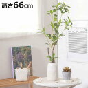 フェイクグリーン ギンモクセイ 高さ66cm セラミックポット ( 観葉植物 フェイク 人工観葉植物 造花 植物 鉢植え アートグリーン 水やり不要 お手入れ簡...
