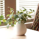 人工観葉植物 フィットニア 18cm フェイクグリーン 造花 光触媒 ( ミニ 卓上 人工植物 フェイク アートグリーン 触媒加工 抗菌 消臭 緑 グリーン 癒...