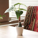 人工観葉植物 アロカシア 30cm フェイクグリーン 造花 光触媒 ( ミニ 卓上 人工植物 フェイク アートグリーン 触媒加工 抗菌 消臭 緑 グリーン 癒し...