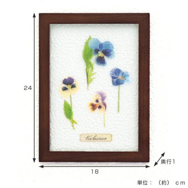 �����ȥե졼�� HERBARIUM ART FRAME �ӥ����Brown �� �ϡ��Хꥦ�� ������ �ɳݤ� �� ���꡼�� ����ƥꥢ ���� ������� ����ƥ����� �ʥ����� ������� ���ե� �ץ쥼��� ����� ���ˤ� ������ �� ��3980�߰ʾ�����̵����