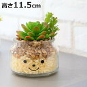 フェイクグリーン 人工観葉植物 ファミーユ 消臭アーティフィシャルグリーン ダニエル ( 造花 人工植物 観葉植物 人工 植物 多肉植物 リアル ct触媒 消臭...