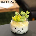 フェイクグリーン 人工観葉植物 ファミーユ 消臭アーティフィシャルグリーン ナタリー ( 造花 人工植物 観葉植物 人工 植物 多肉植物 リアル ct触媒 消臭...