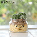 フェイクグリーン 人工観葉植物 ファミーユ 消臭アーティフィシャルグリーン ブライアン ( 造花 人工植物 観葉植物 人工 植物 多肉植物 リアル ct触媒 消...
