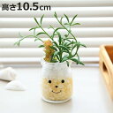 フェイクグリーン 人工観葉植物 ファミーユ 消臭アーティフィシャルグリーン ジャック ( 造花 人工植物 観葉植物 人工 植物 多肉植物 リアル ct触媒 消臭...
