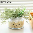 フェイクグリーン 人工観葉植物 ファミーユ 消臭アーティフィシャルグリーン ハンナ ( 造花 人工植物 観葉植物 人工 植物 多肉植物 リアル ct触媒 消臭 ...