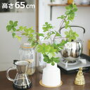 フェイクグリーン ドウダンツツジ L 人工観葉植物 エクリア ( 卓上 観葉植物 造花 CT触媒 光触媒 消臭 防汚 抗菌 簡単 清潔 安心 インテリア 玄関 ...