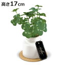 フェイクグリーン クローバー S 人工観葉植物 エクリア ( ミニ 観葉植物 造花 CT触媒 光触媒 消臭 防汚 抗菌 簡単 清潔 安心 インテリア 玄関 デス...